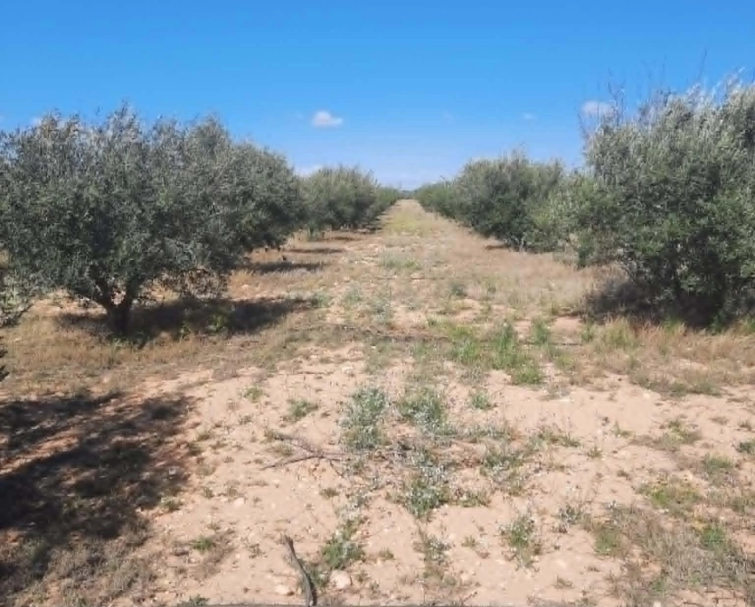 92089162/99679819 ferme agricole irriguée 3,8 ha à vendre – titre bleu individuel