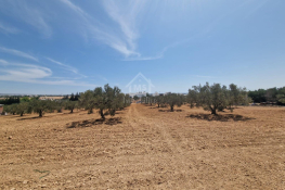 Terrain de 1000 m² à vendre à 200 md à hammamet sud 51355351