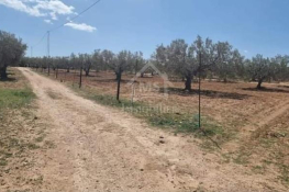 Quatre lots de terrain à vendre à hammamet sud 51355351