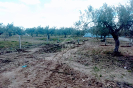 Terrain de 220 m² à km71 à vendre 51355351