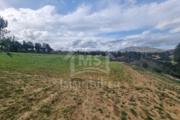 1 hectare planté d'oliviers à hammamet sud à vendre 51355351