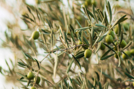 EXCLUSIVITÉ – Domaine agricole d'exception de 3,4 hectares à Moureddine – Sousse