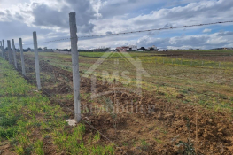 1 hectare planté d'oliviers à hammamet sud à vendre 51355351
