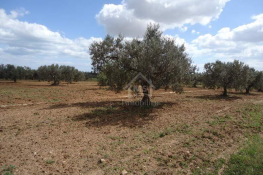 Terrain clôtuiré de 2400 m² à béni khiar à vendre 51355351