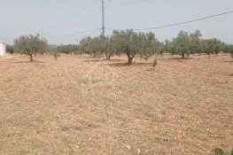 Terrain de 4800 m² à sidi mtir à vendre à 270 md 51355351