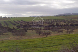 4 hectares ayant une vue de mer à vendre à hammamet sud 51355351