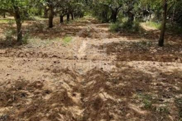 Terrain de 950 m² à vendre à hammamet zone théâtre 51355351