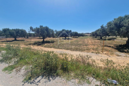 Terrain de 4000 m² à vendre à 100 md à hammamet sud 51355351