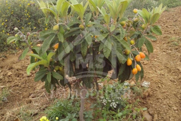 4 hectares ayant une vue de mer à vendre à hammamet sud 51355351