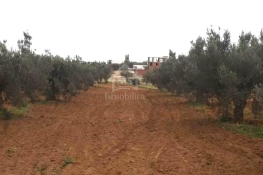 Terrain à vendre à 200 dt/m² à hammamet sud 51355351