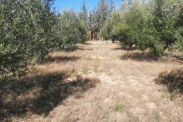 92089162/99679819  ferme agricole irriguée 3,8 ha à vendre – titre bleu individuel
