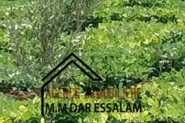 terrain agricole contenant plusieurs arbres à vendre