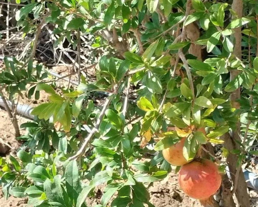 Terrain contenant plusieurs arbres à vendre
