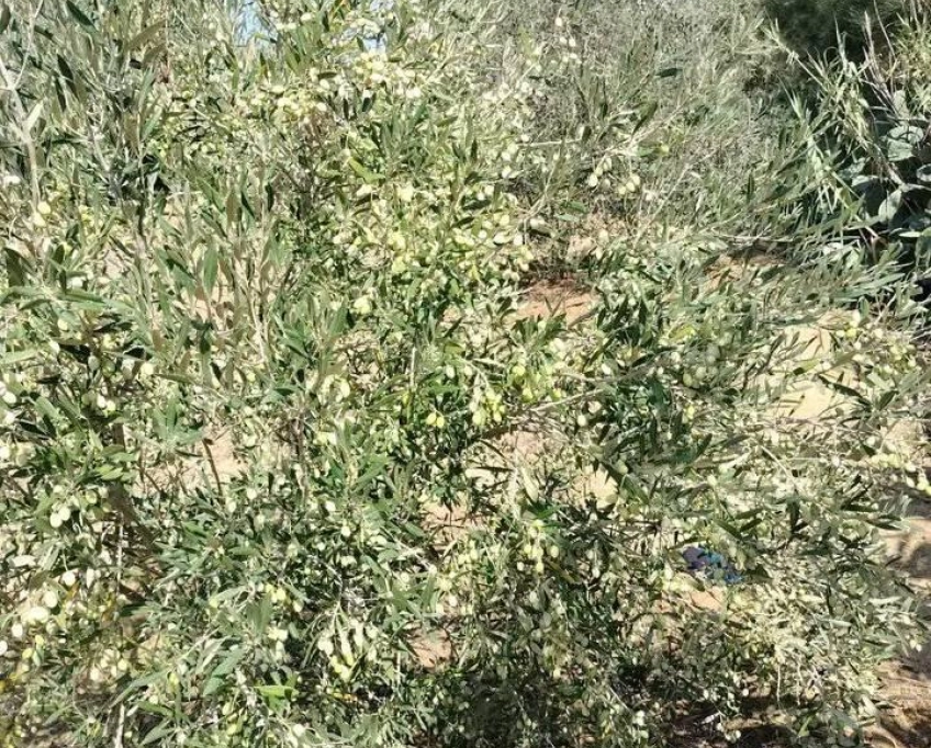 Terrain contenant plusieurs arbres à vendre