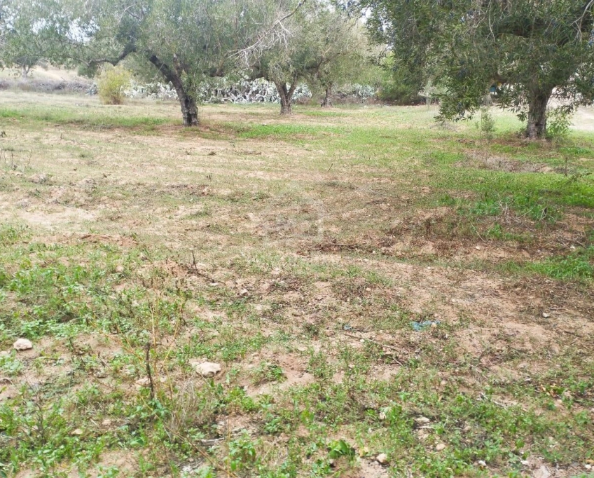 Terrain de 850 m² à vendre à hammamet sud 51355351
