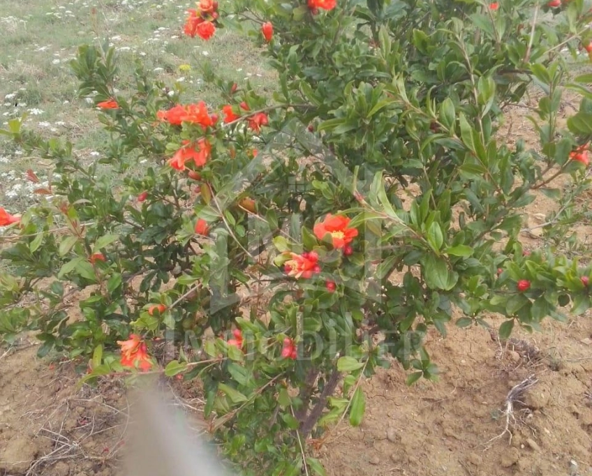 4 hectares ayant une vue de mer à vendre à hammamet sud 51355351