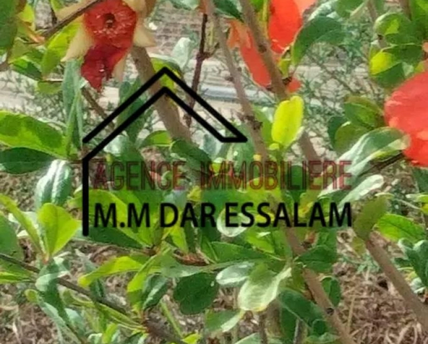 Terrain agricole contenant plusieurs arbres à vendre