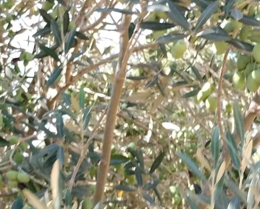 Terrain contenant plusieurs arbres à vendre