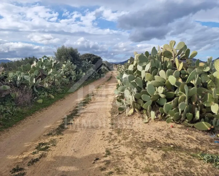 3 hectares plantés d'oliviers à hammamet sud à vendre 51355351