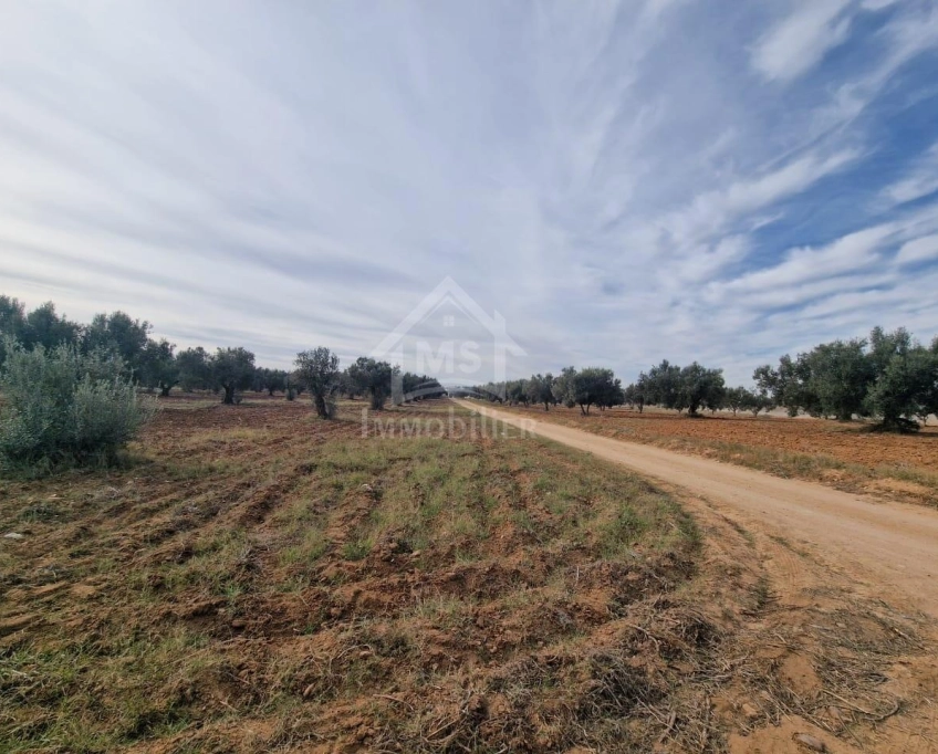 Terrain de 1000 m² à hammamet sud à vendre à 230 md 51355351