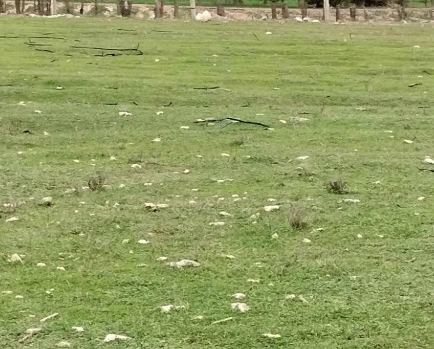 Terrain agricole près de la mer à vendre