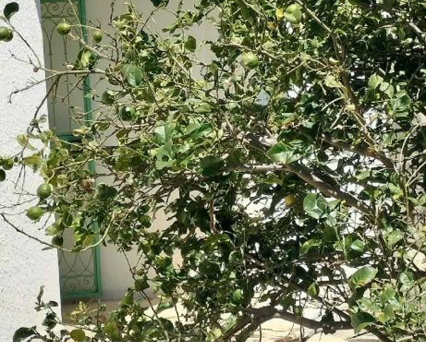 Maison indépendante à el haouaria