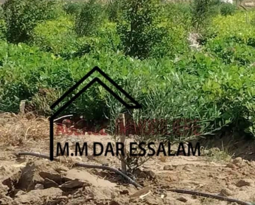 Terrain agricole contenant plusieurs arbres à vendre