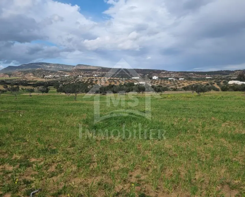 3 hectares plantés d'oliviers à hammamet sud à vendre 51355351