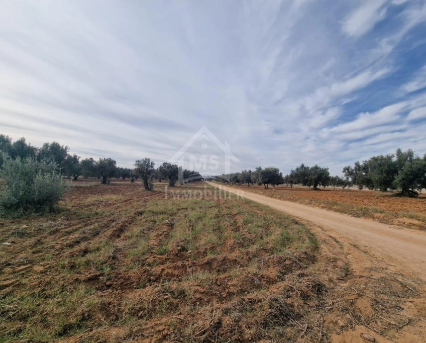 Terrain de 1000 m² à hammamet sud à vendre à 230 md 51355351