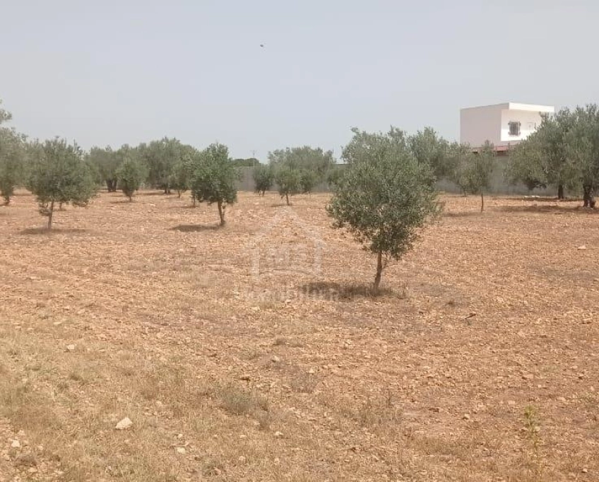 Terrain de 4800 m² à sidi mtir à vendre à 270 md 51355351