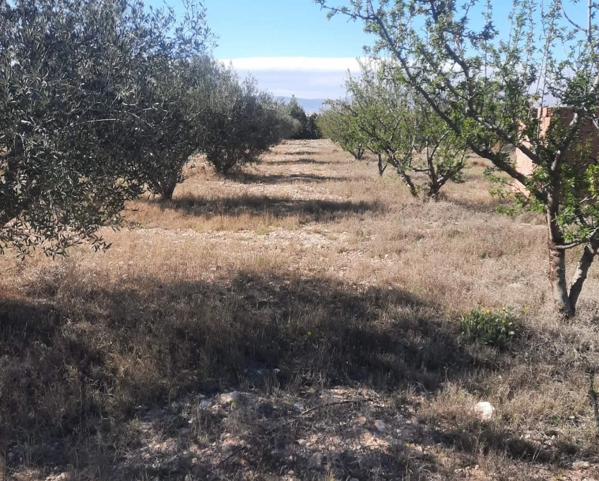92089162 ferme agricole irriguée 3,8 ha à vendre à bousaâfa kasserine – titre bleu individuel