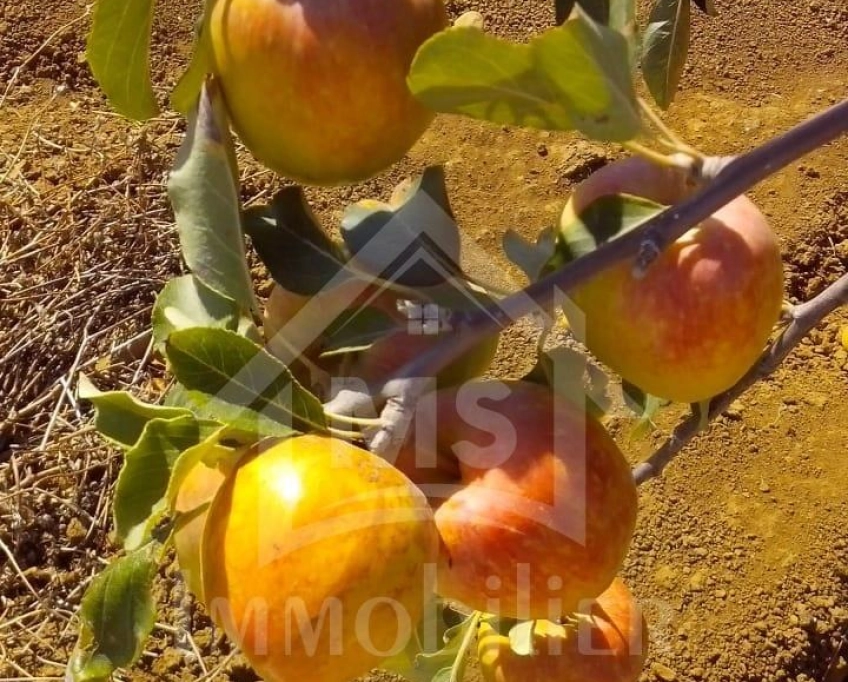 4 hectares ayant une vue de mer à vendre à hammamet sud 51355351