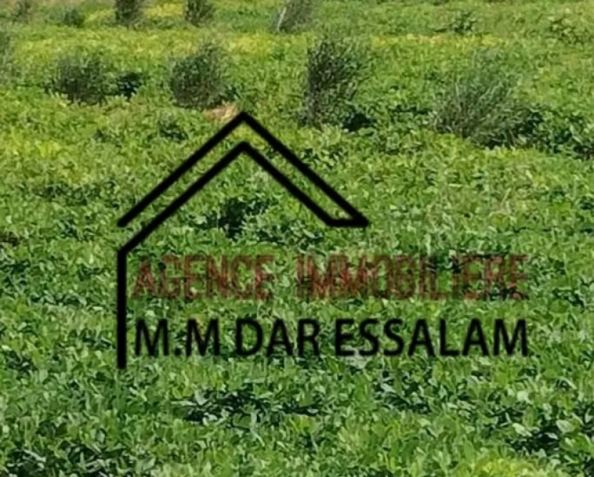 Terrain agricole contenant plusieurs arbres à vendre