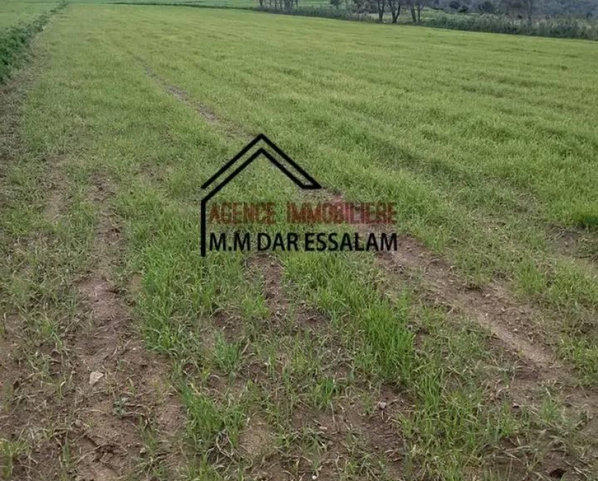 Terrain agricole près de la mer à vendre