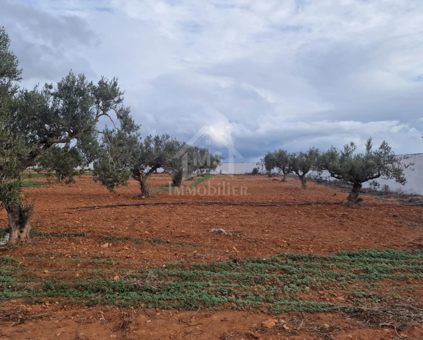 Terrain vue de mer de 2000 m² à daroufa à vendre 51355351