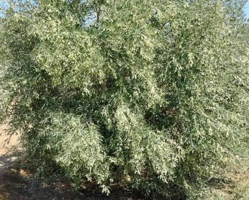 Terrain contenant plusieurs arbres à vendre