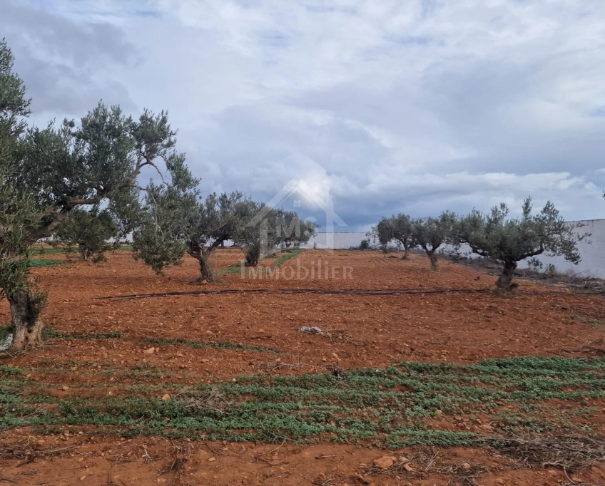 Terrain vue de mer de 2000 m² à daroufa à vendre 51355351