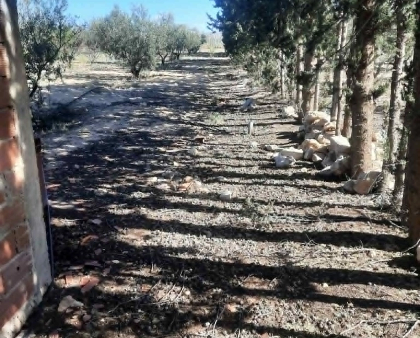 Ferme agricole irriguée 3,8 ha à vendre à bousaâfa kasserine – titre bleu individuel