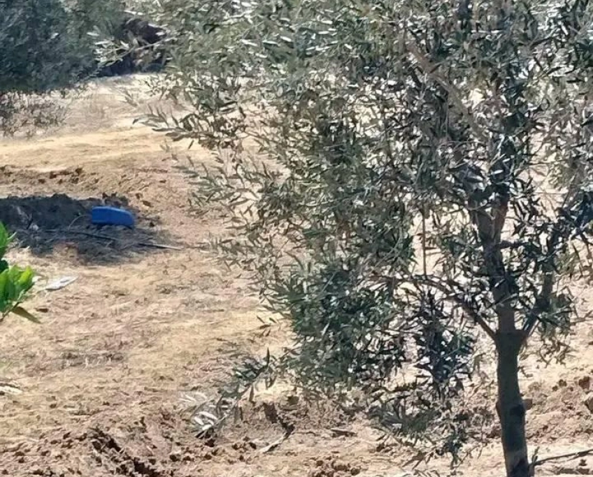 Terrain contenant plusieurs arbres à vendre