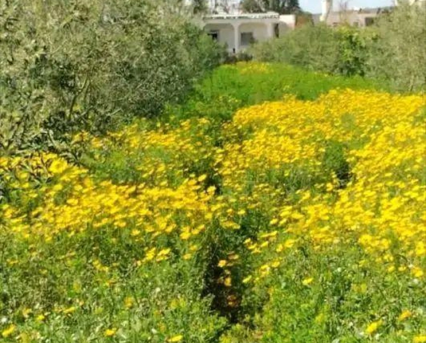 Terrain agricole contenant une villa