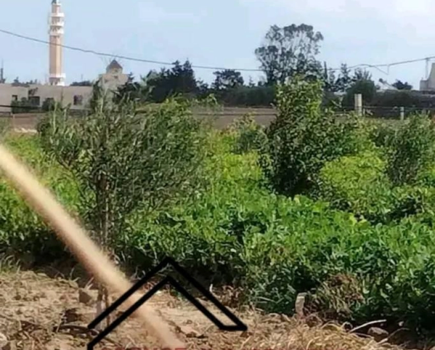 Terrain agricole contenant plusieurs arbres à vendre