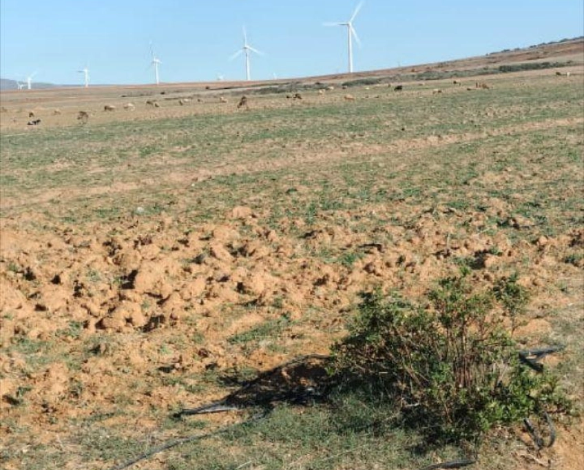 Terrain agricole près de la mer