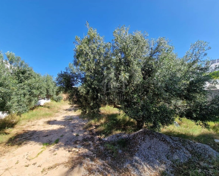 Terrain constructible de 520 m² à mrezga à vendre 51355351