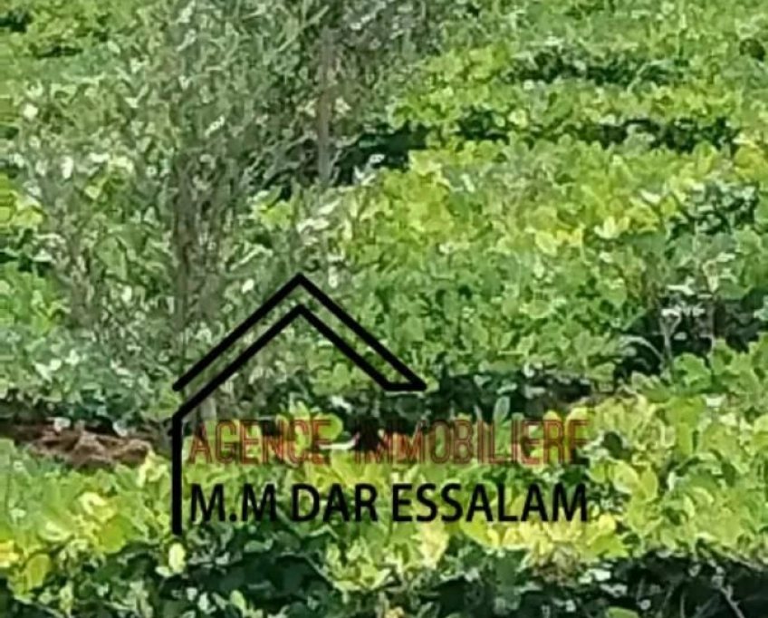 Terrain agricole contenant plusieurs arbres à vendre