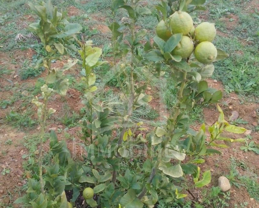 4 hectares ayant une vue de mer à vendre à hammamet sud 51355351
