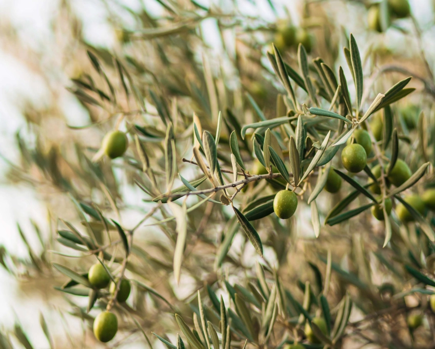 Exclusivité – domaine agricole d'exception de 3,4 hectares à moureddine – sousse