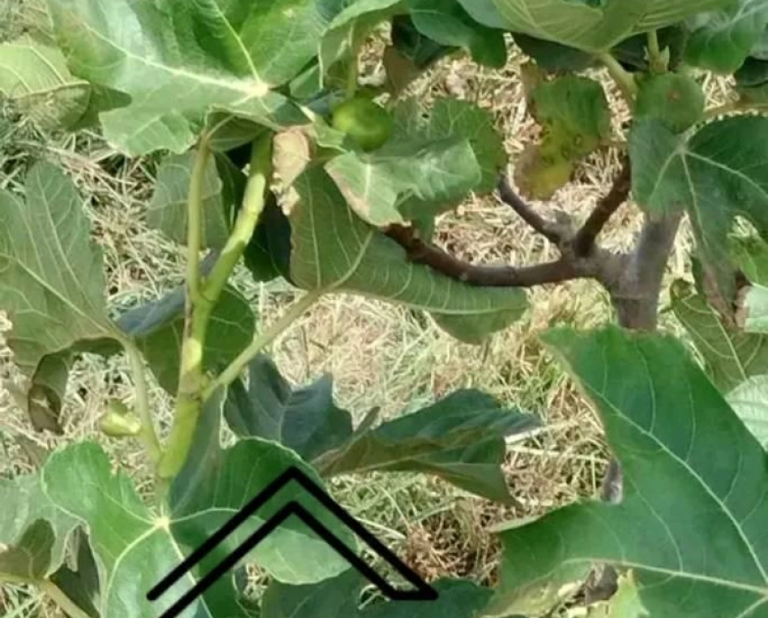 Terrain agricole contenant plusieurs arbres à vendre