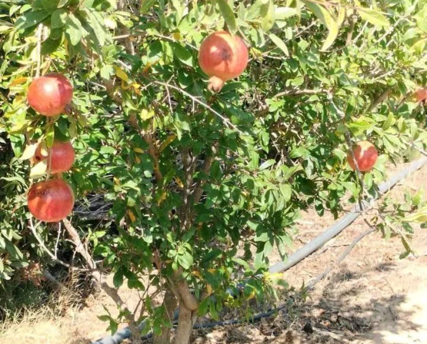 Terrain contenant plusieurs arbres à vendre