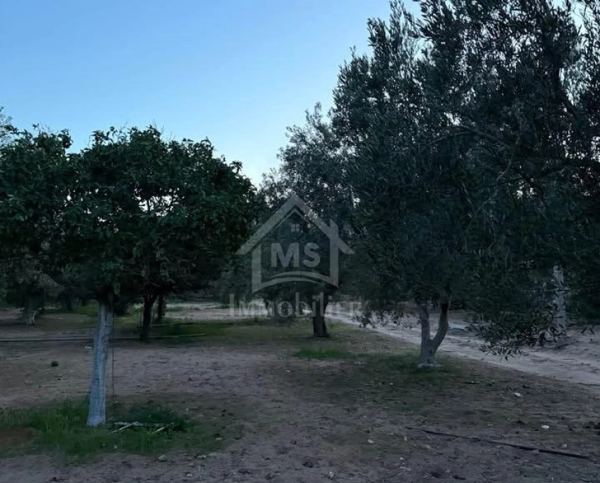 Terrain de 500 m² à daroufaa à vendre 51355351