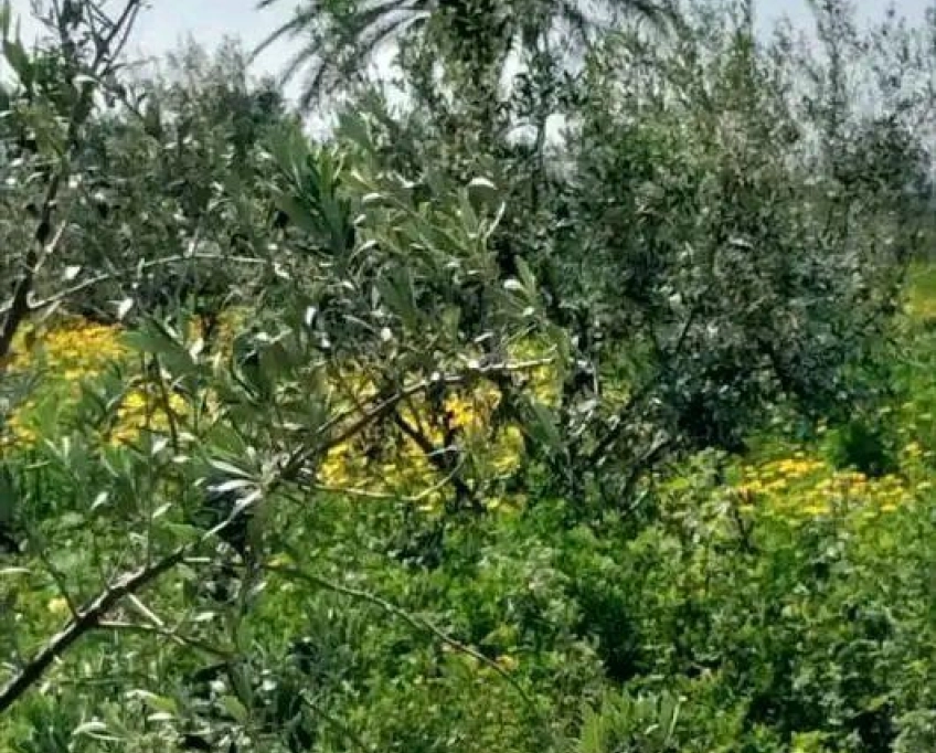 Terrain agricole contenant une villa